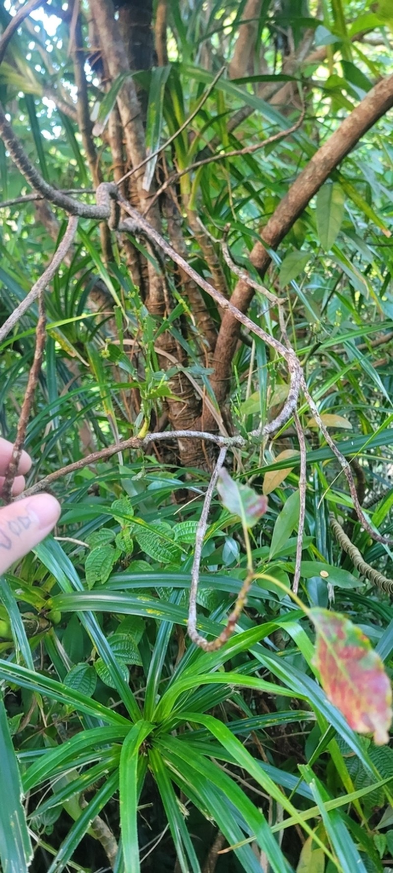 Kaumahana photo 8
