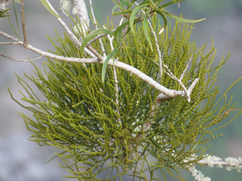 Hawai'I Korthal Mistletoe photo 2