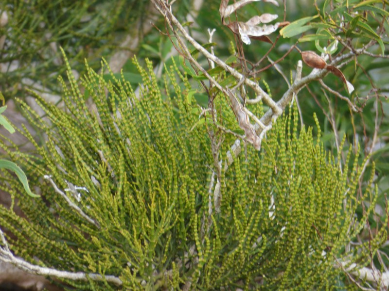 Hawai'I Korthal Mistletoe photo 3