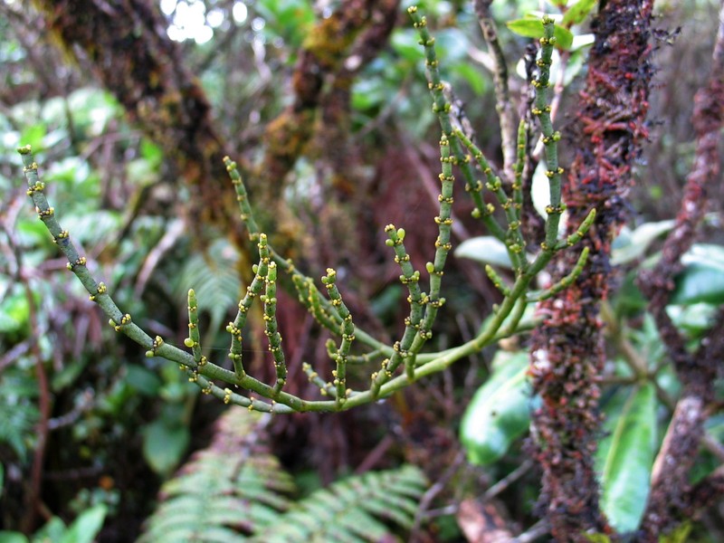 Hawai'I Korthal Mistletoe