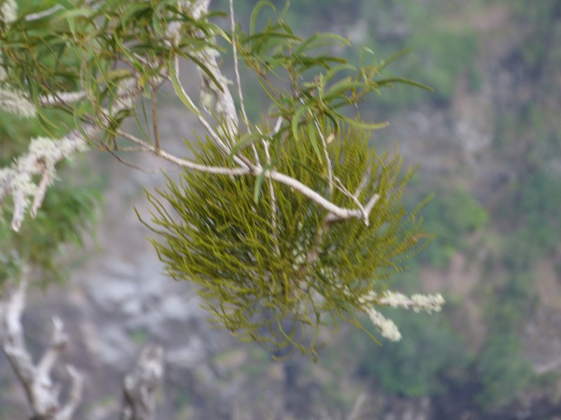 Hawai'I Korthal Mistletoe photo 5