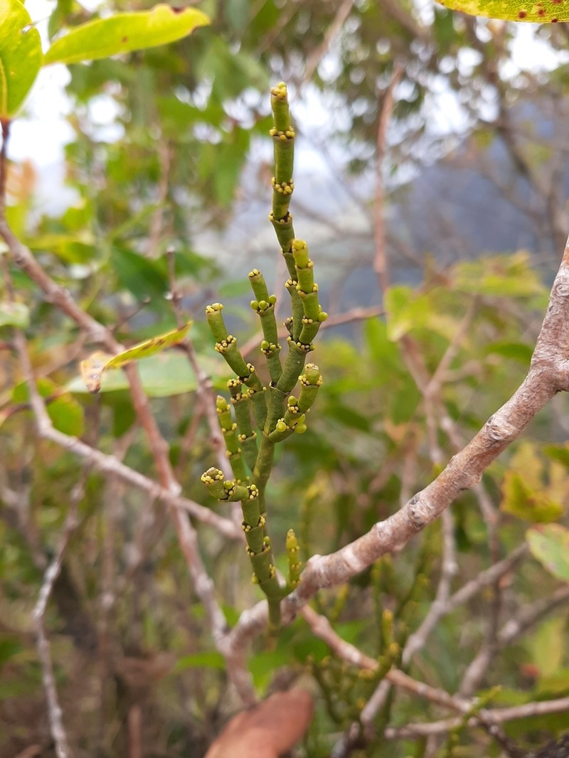 Hawai'I Korthal Mistletoe