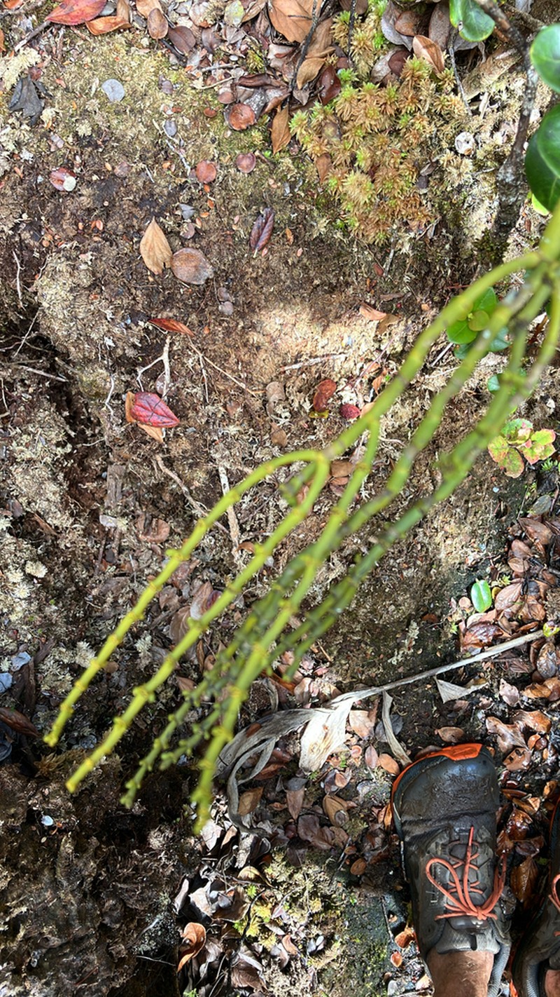 Hawai'I Korthal Mistletoe photo 2