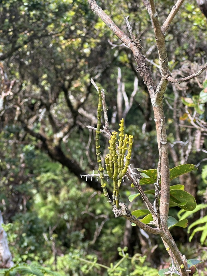 Hawai'I Korthal Mistletoe photo 3