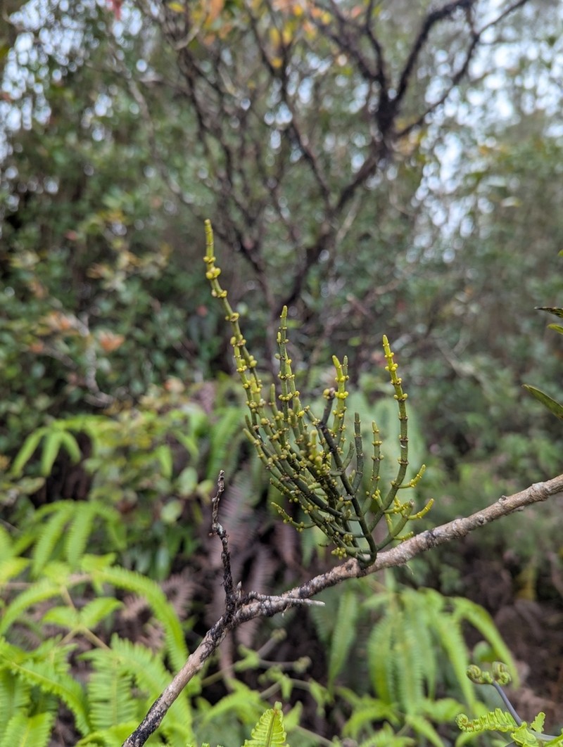Hawai'I Korthal Mistletoe photo 4