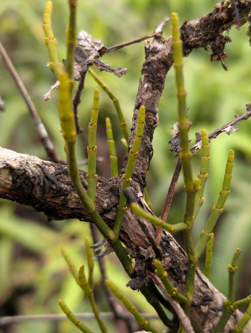 Hawai'I Korthal Mistletoe photo 5