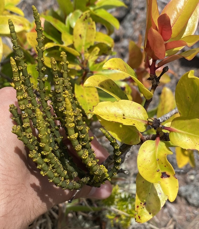 Hawai'I Korthal Mistletoe photo 6