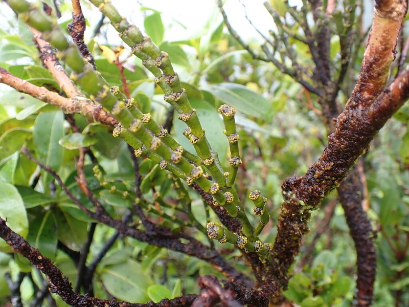 Hawai'I Korthal Mistletoe photo 7