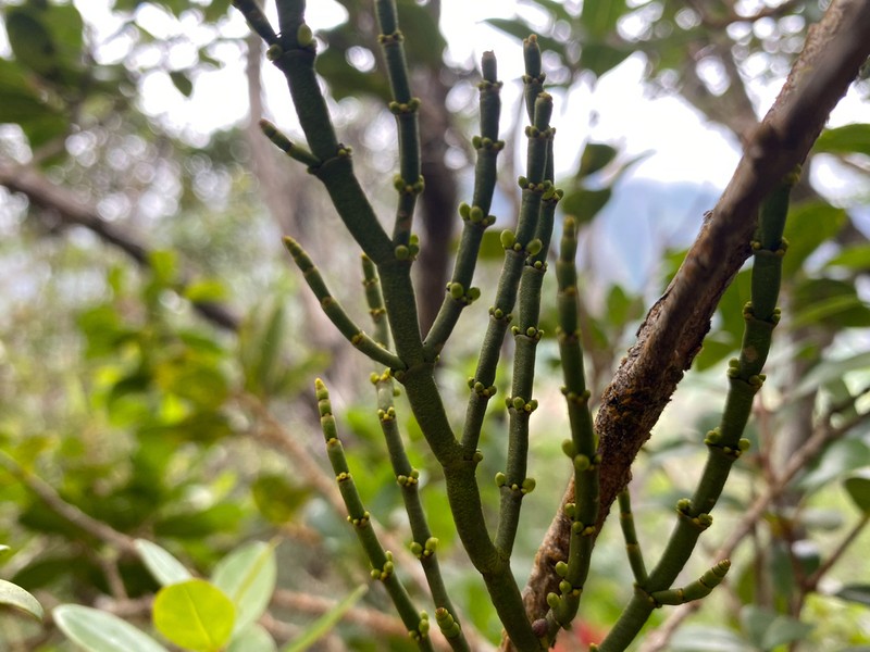 Hawai'I Korthal Mistletoe photo 8