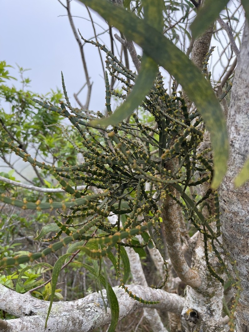 Degener's Korthal Mistletoe