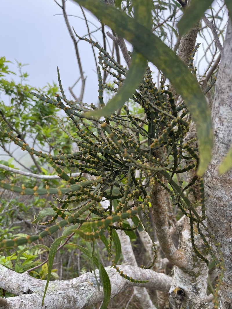 Degener's Korthal Mistletoe photo 2