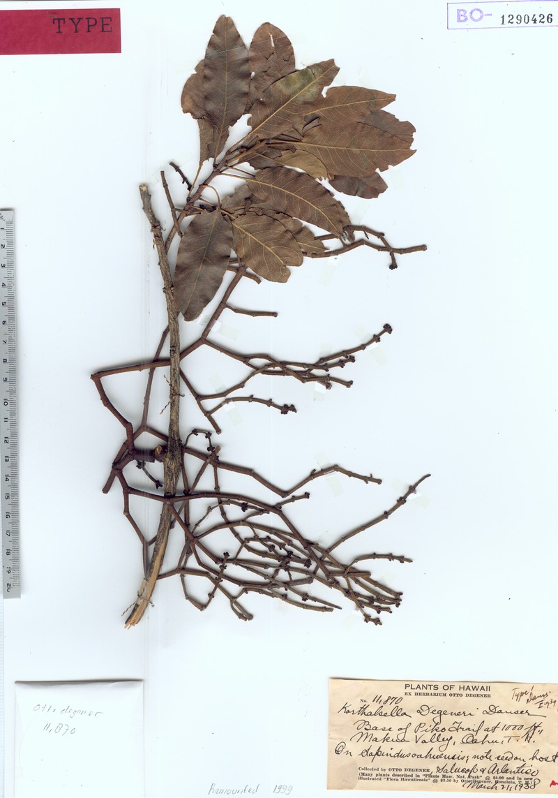 Degener's Korthal Mistletoe photo 3
