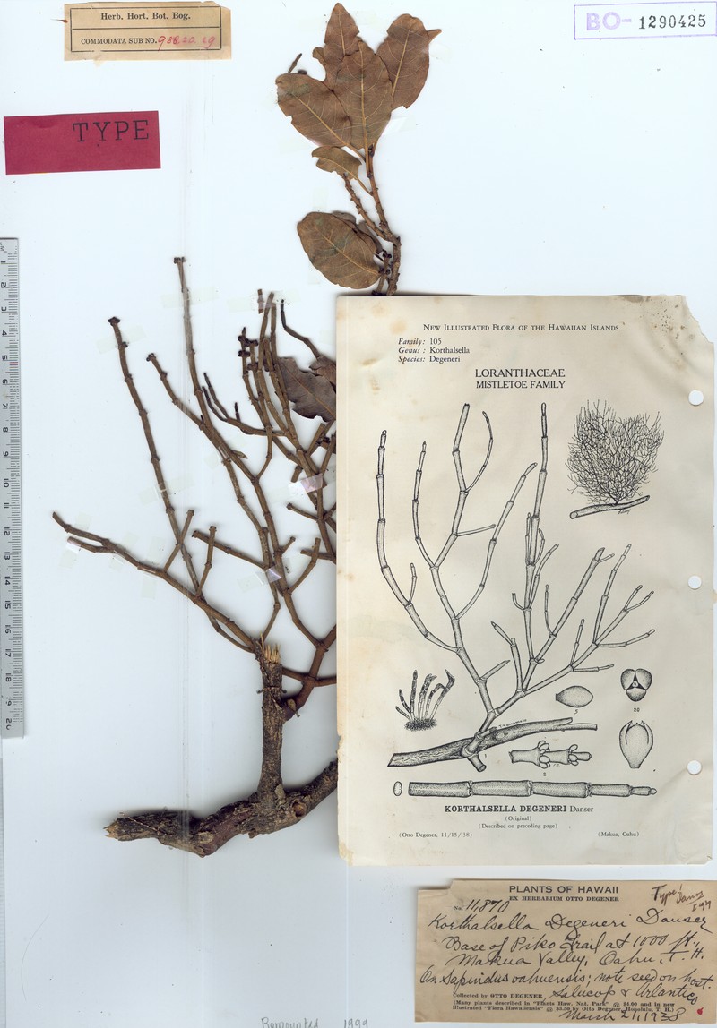Degener's Korthal Mistletoe photo 4