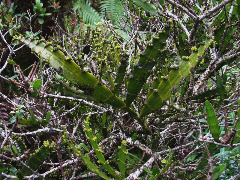 Kauai Korthal Mistletoe