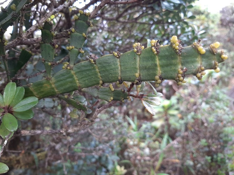 Kauai Korthal Mistletoe
