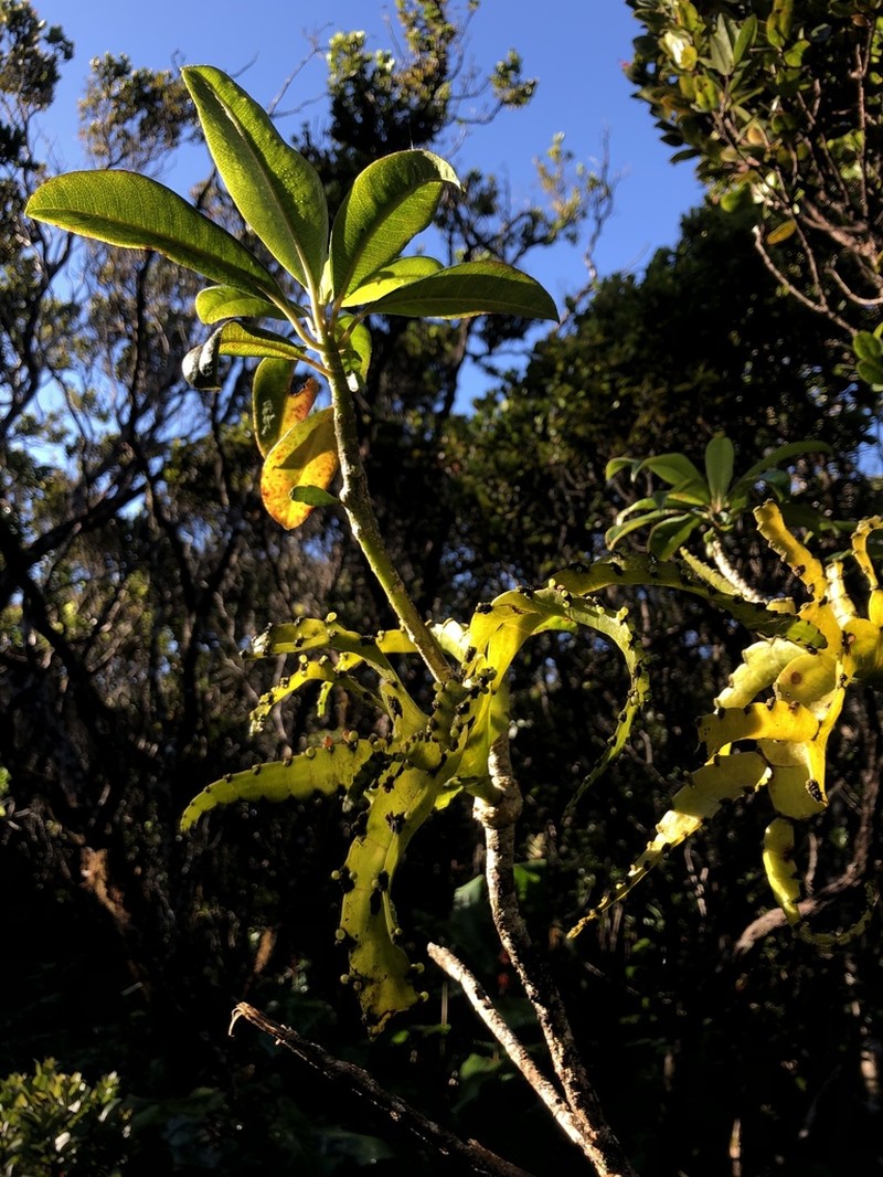 Kauai Korthal Mistletoe photo 2
