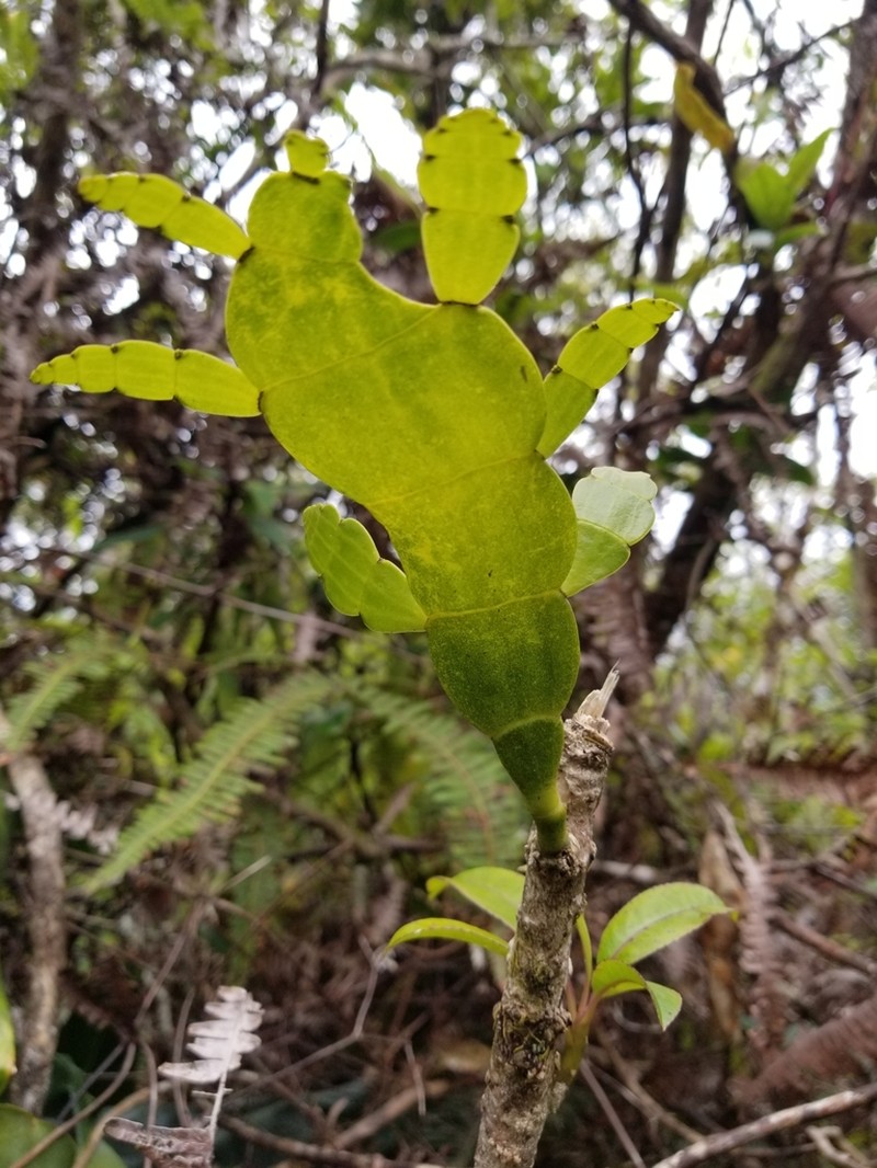 Kauai Korthal Mistletoe photo 3