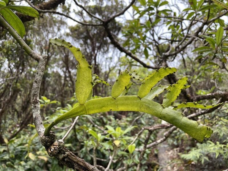 Kauai Korthal Mistletoe photo 4