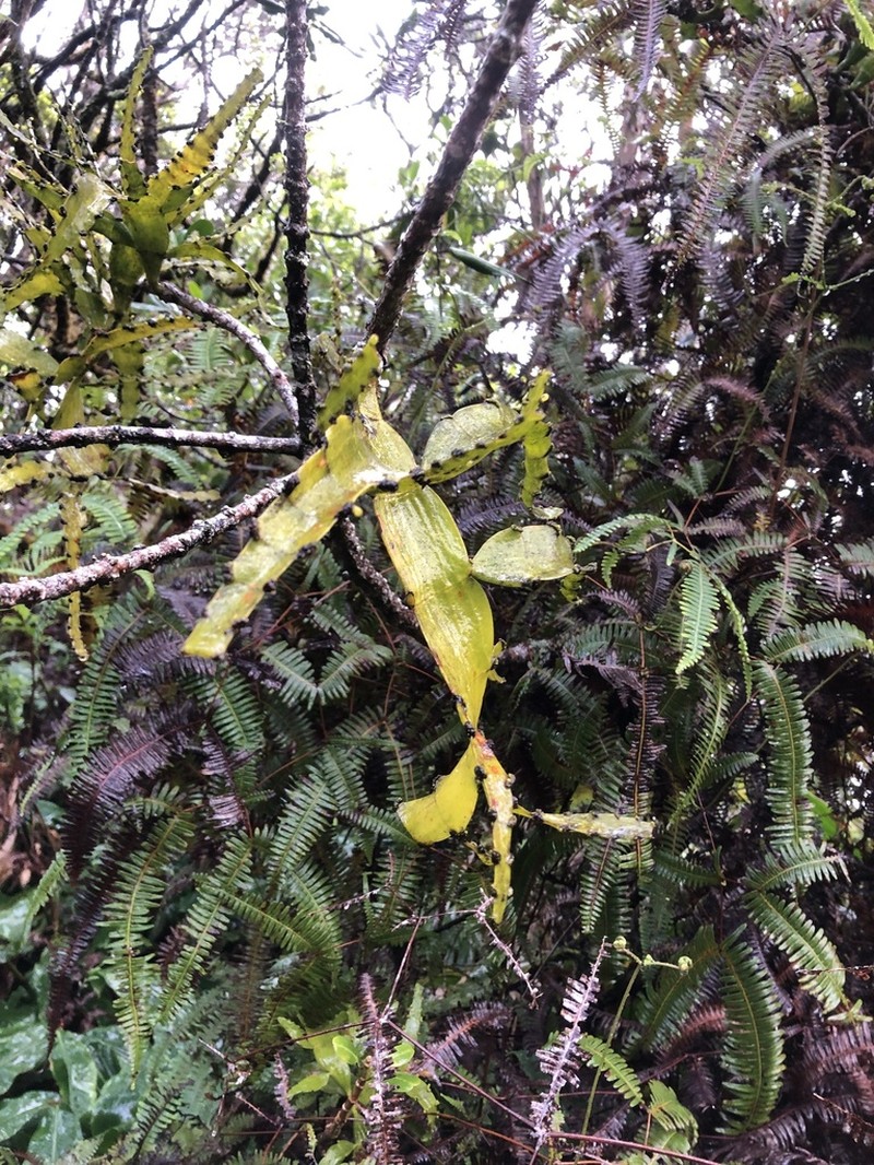 Kauai Korthal Mistletoe photo 6