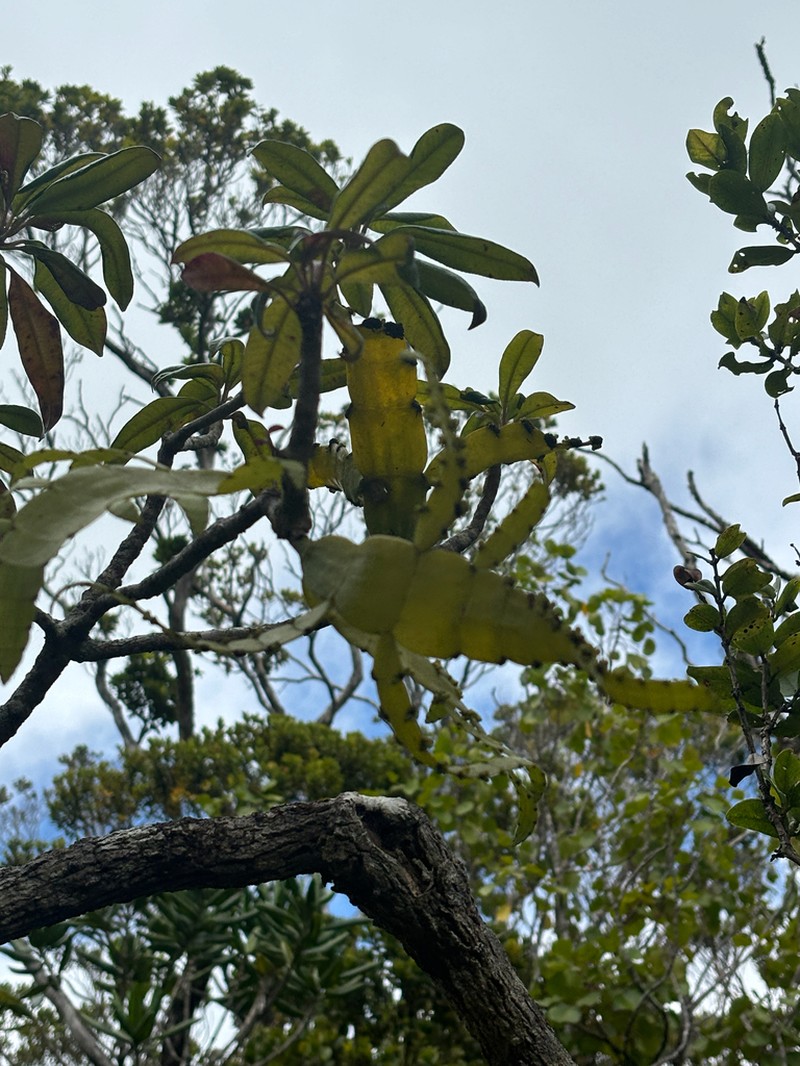 Kauai Korthal Mistletoe photo 7