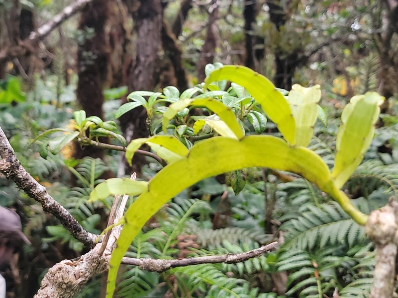 Kauai Korthal Mistletoe photo 8