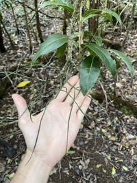 Po'Owaha