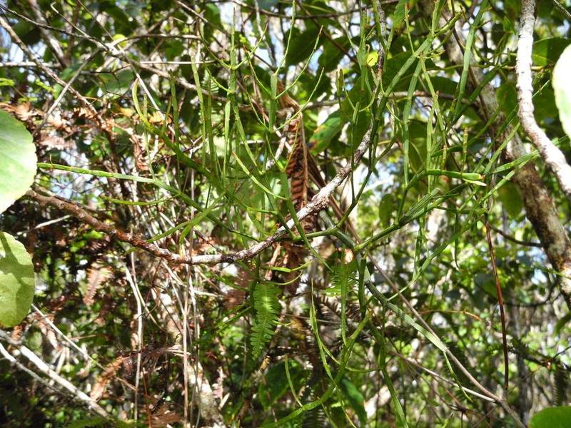 Po'Owaha photo 2