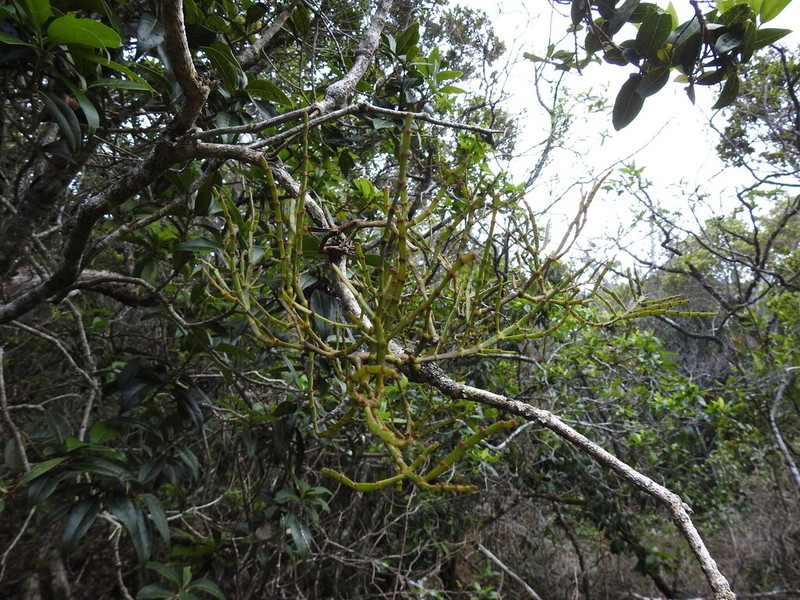 Po'Owaha photo 3