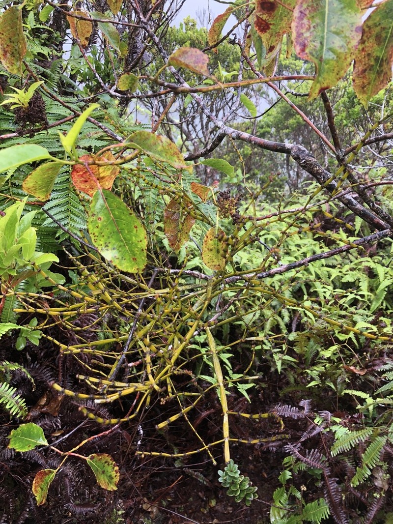 Po'Owaha photo 6
