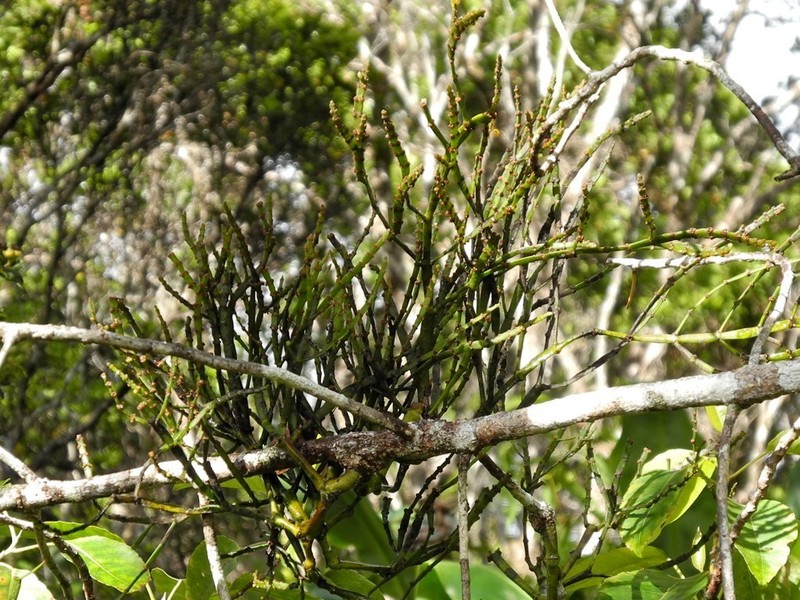 Po'Owaha photo 8