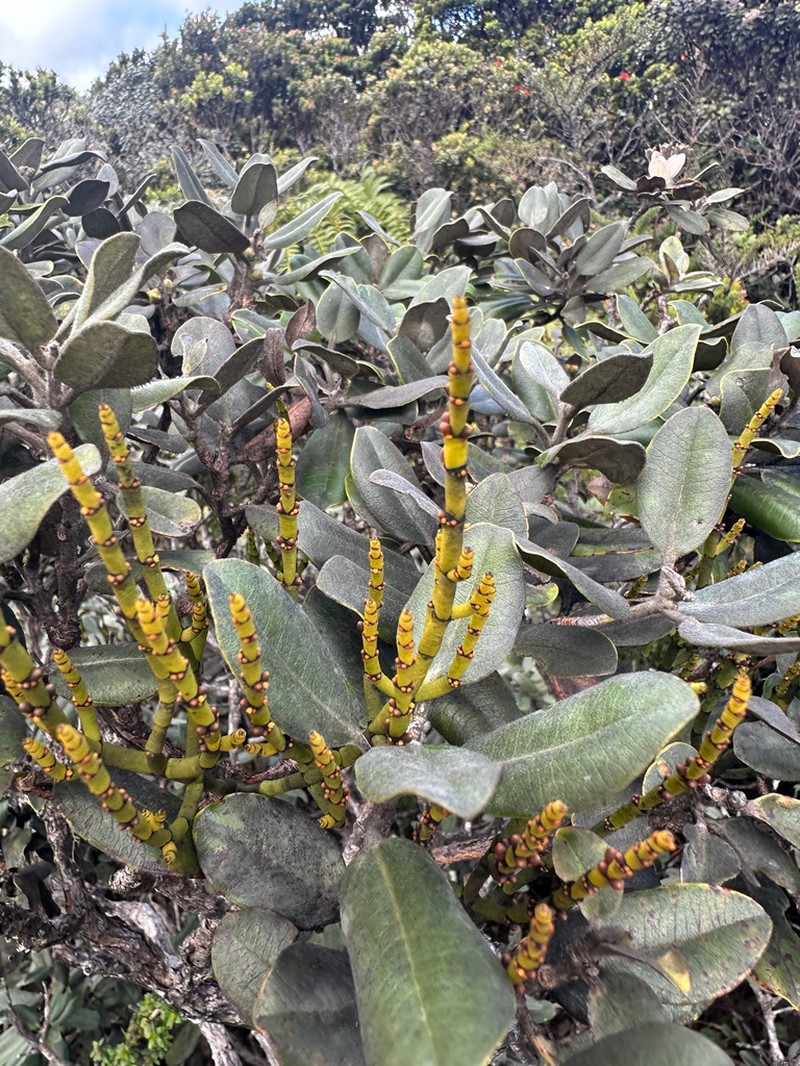Bog Korthal Mistletoe