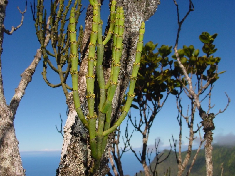 Bog Korthal Mistletoe photo 2
