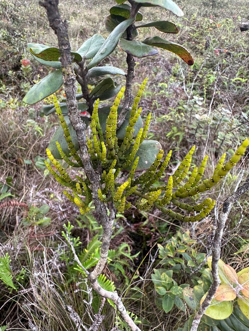 Bog Korthal Mistletoe photo 3