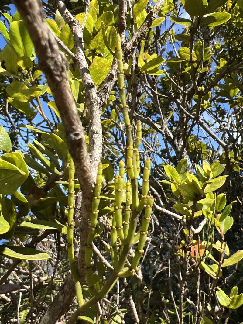 Bog Korthal Mistletoe photo 4