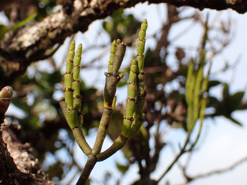 Bog Korthal Mistletoe photo 5