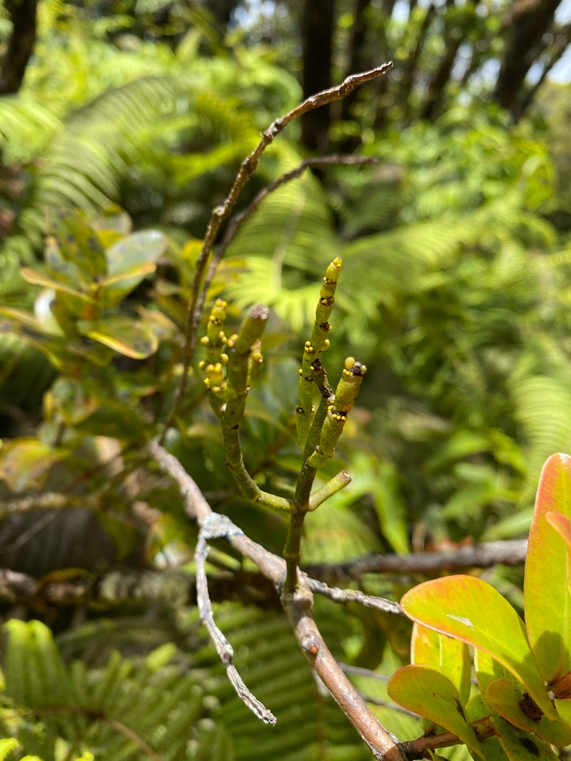 Bog Korthal Mistletoe photo 6