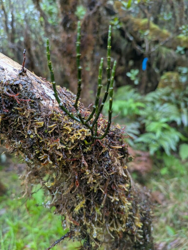Bog Korthal Mistletoe photo 7