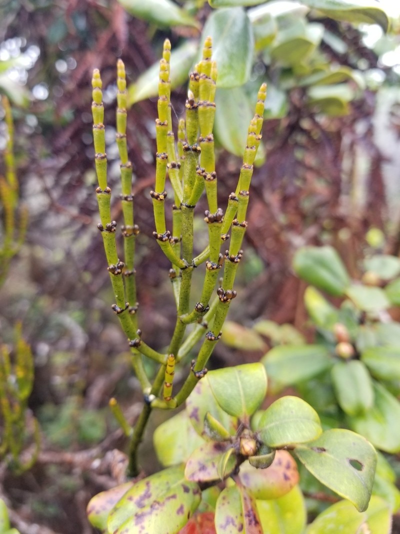Bog Korthal Mistletoe photo 8