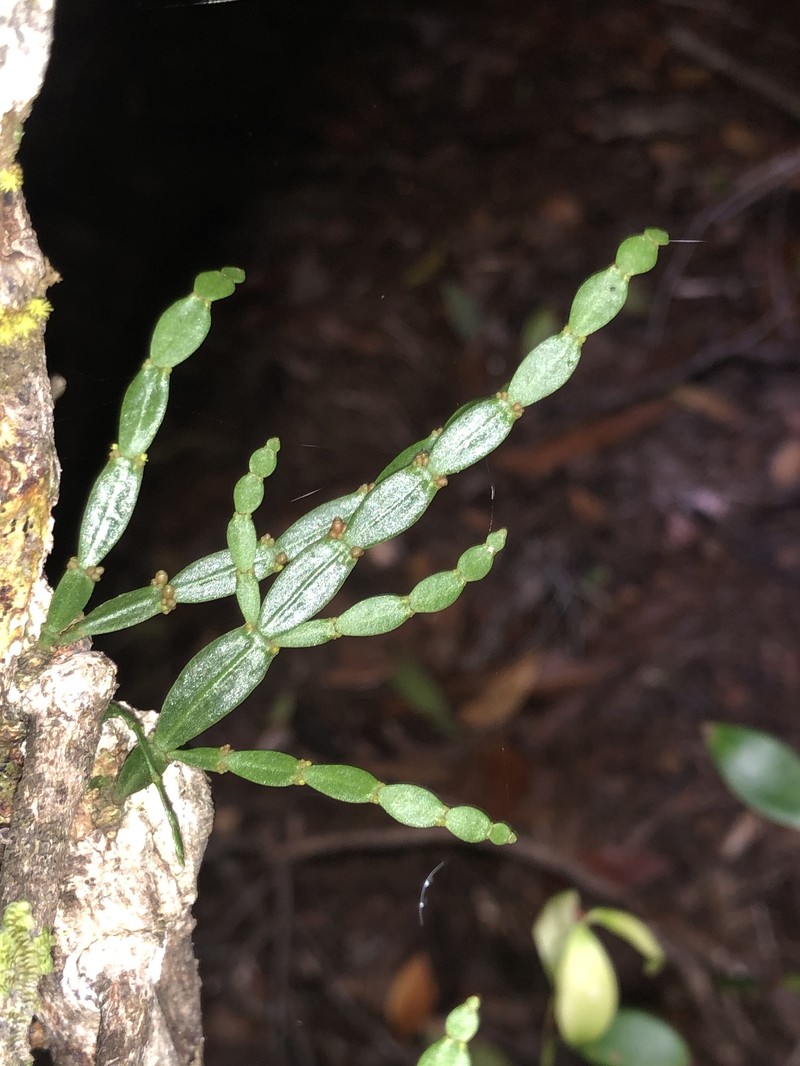 Korthalsella rubra subsp. rubra photo 2