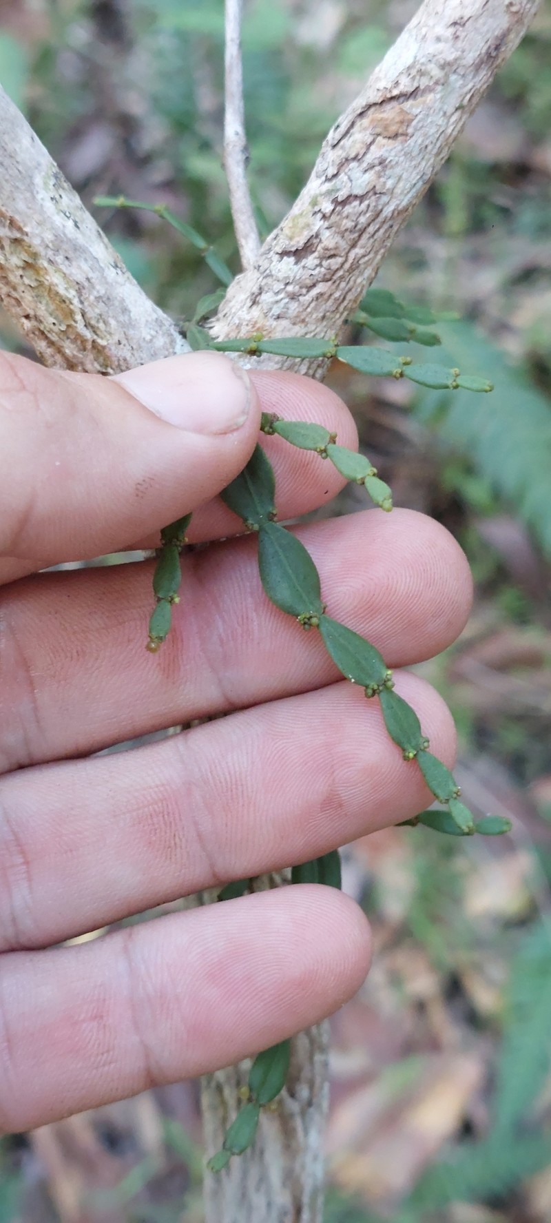 Korthalsella rubra subsp. rubra photo 3