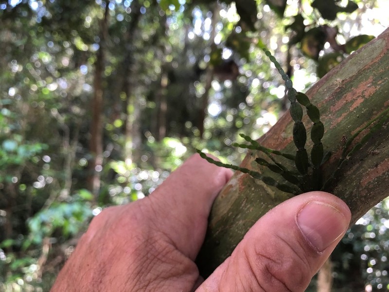 Korthalsella rubra subsp. rubra photo 4