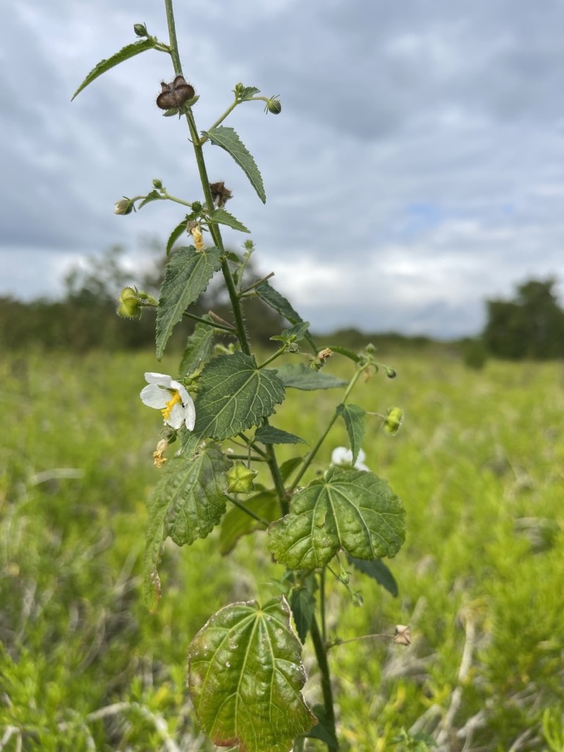 White Fenrose