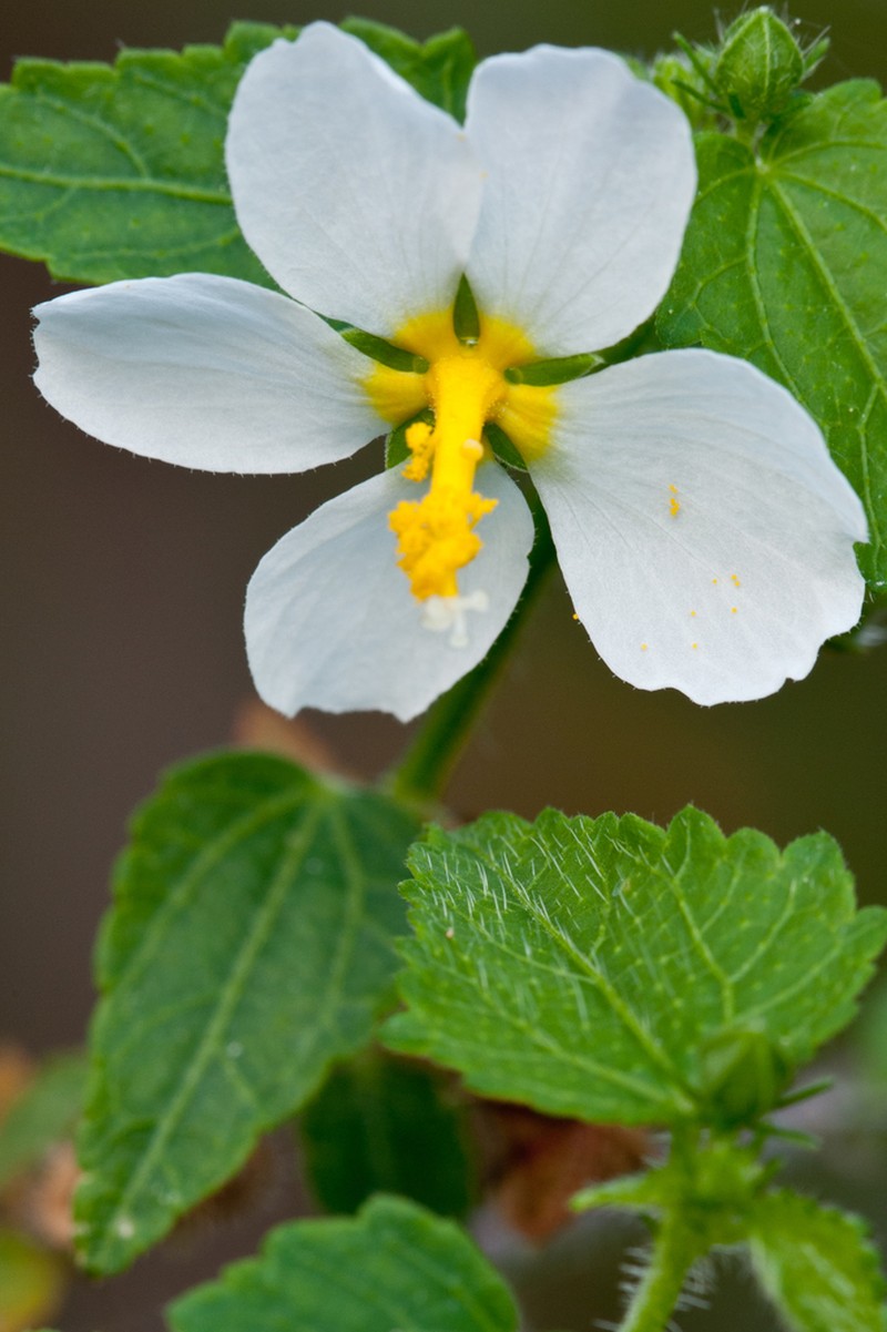White Fenrose photo 2