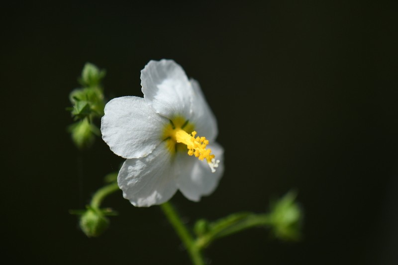 White Fenrose photo 5