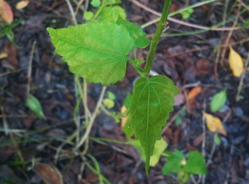 White Fenrose photo 6