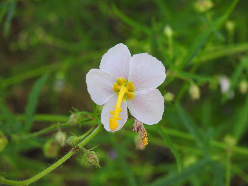 White Fenrose photo 7