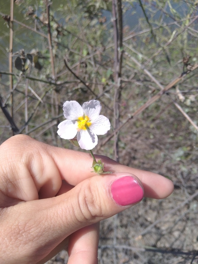 White Fenrose photo 8