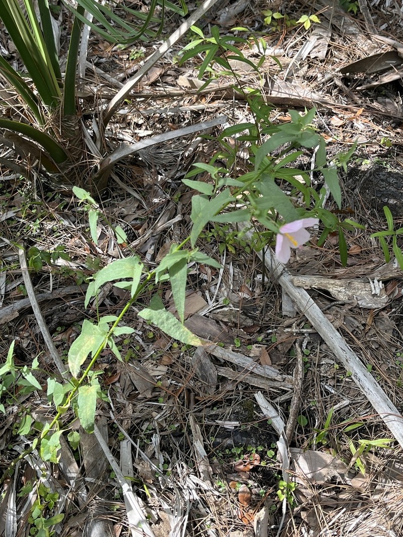 Virginia Saltmarsh Mallow