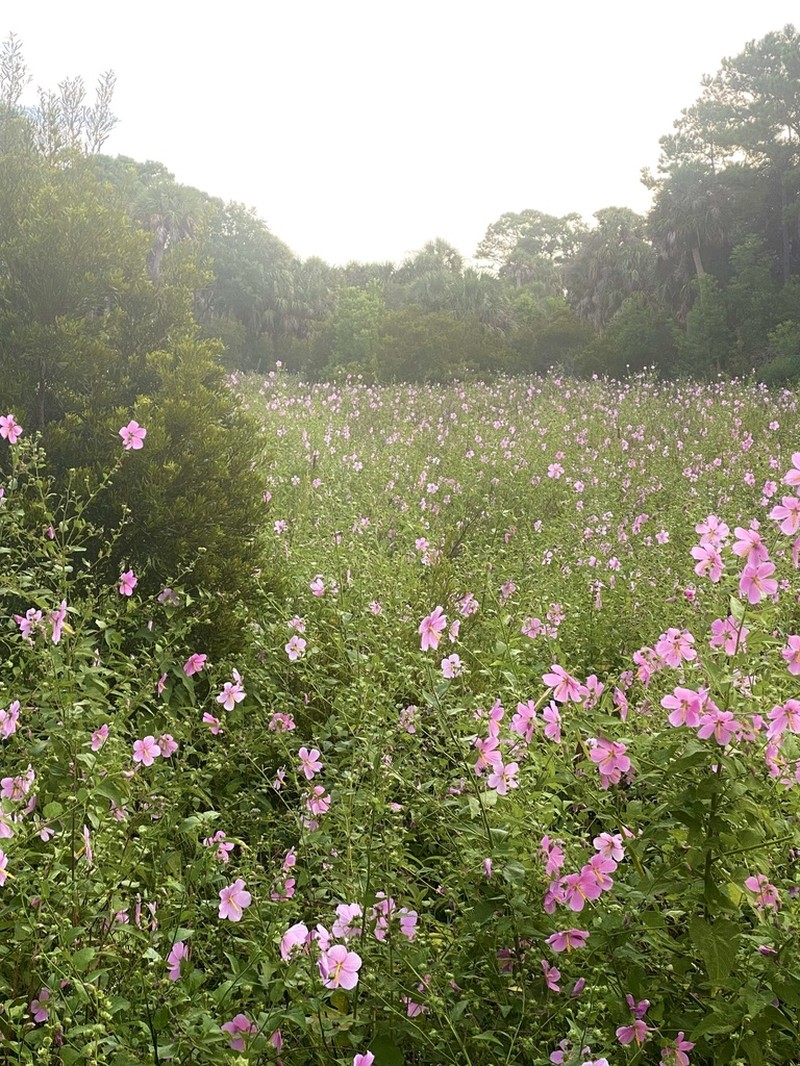 Virginia Saltmarsh Mallow photo 3