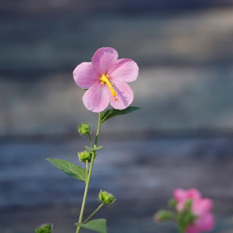 Virginia Saltmarsh Mallow photo 4